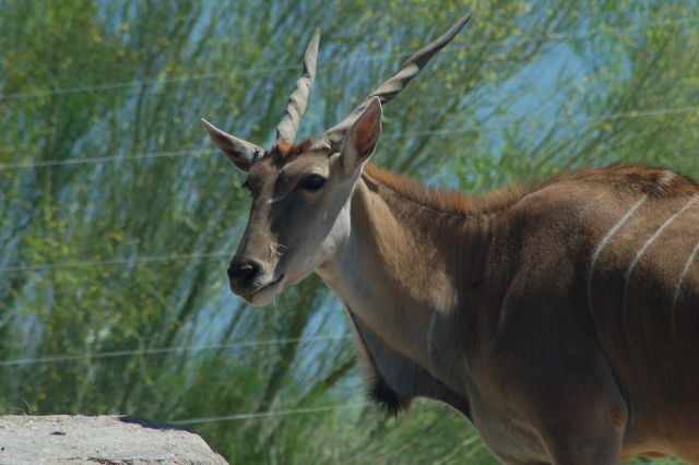 the common eland
